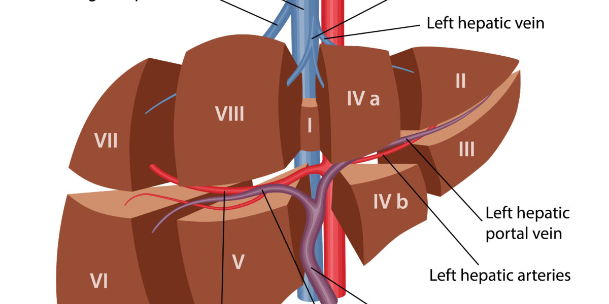 Desenho mostrando o figado - Hepatectomia